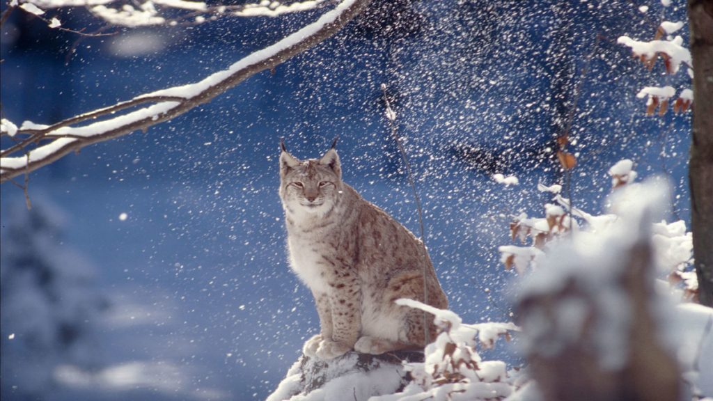 Lynx lynx, Eurasian lynx