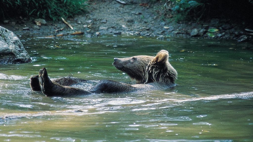 bear_20young_20swimming