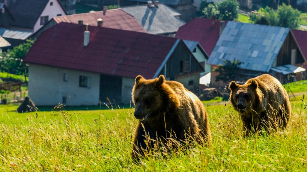 ursul-brun-in-apropierea-asezarilor-umane-tomas-hulik-1920x1080