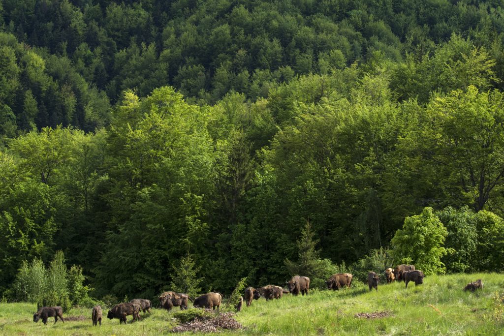 Zimbrii sălbatici din munții Țarcu © Staffan Widstrand /Rewilding-Europe