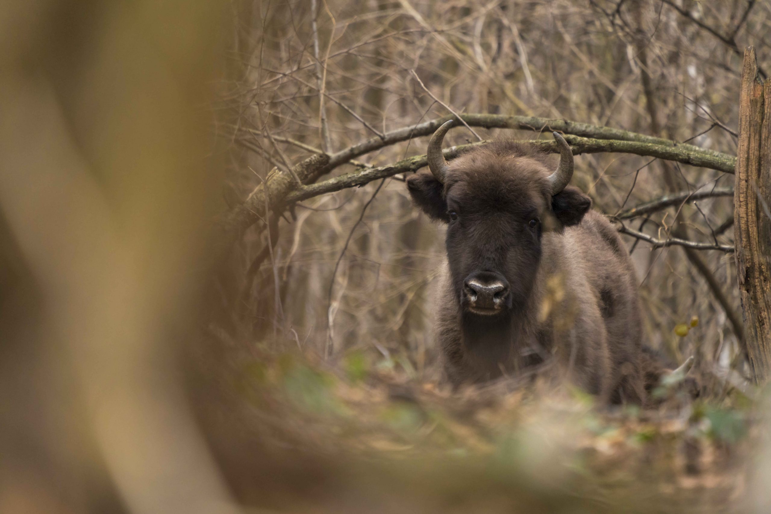 Zimbru în peisaj de pădure ©Daniel Mîrlea