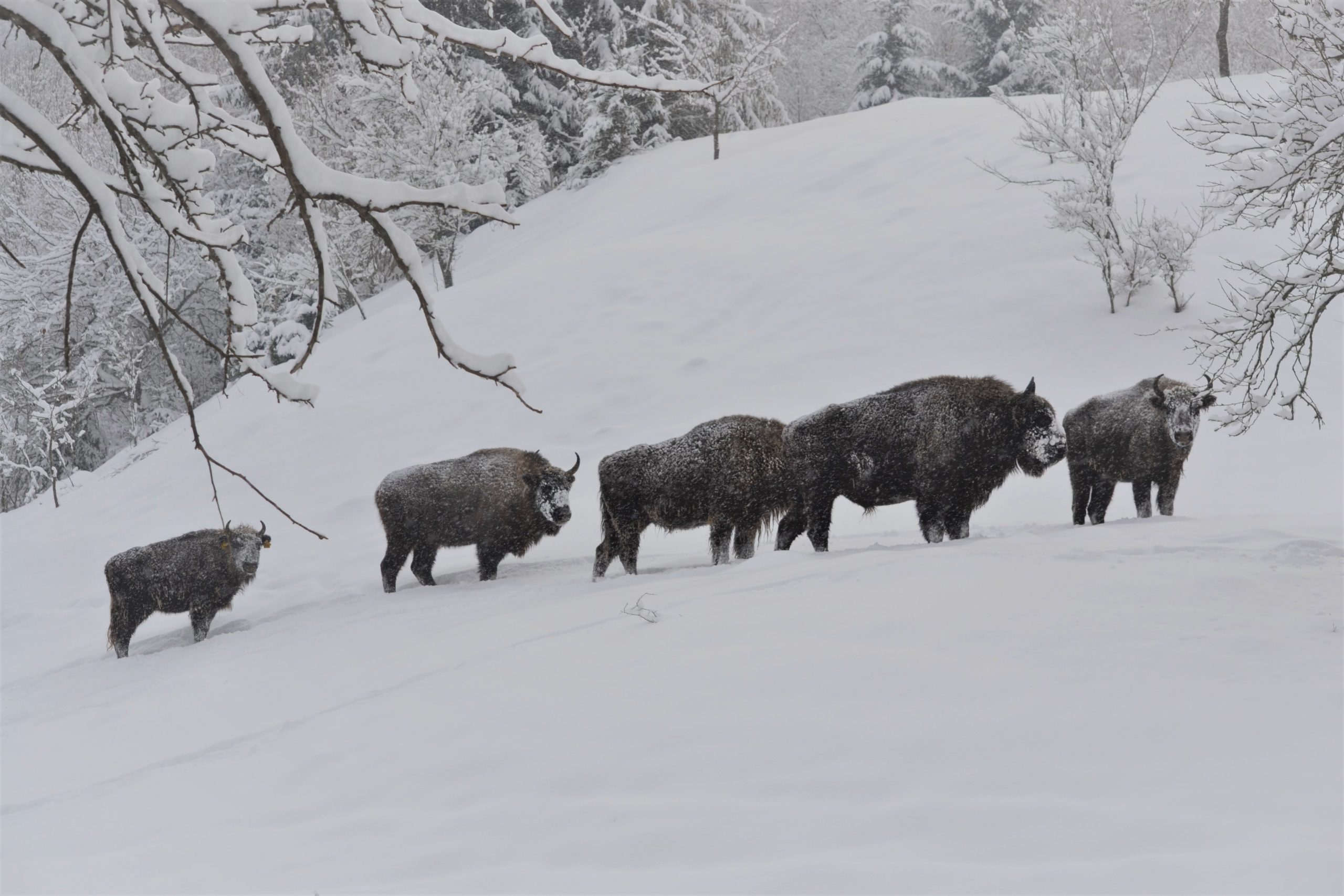 Grup de zimbri ©Florin Halastauan/WWF-România