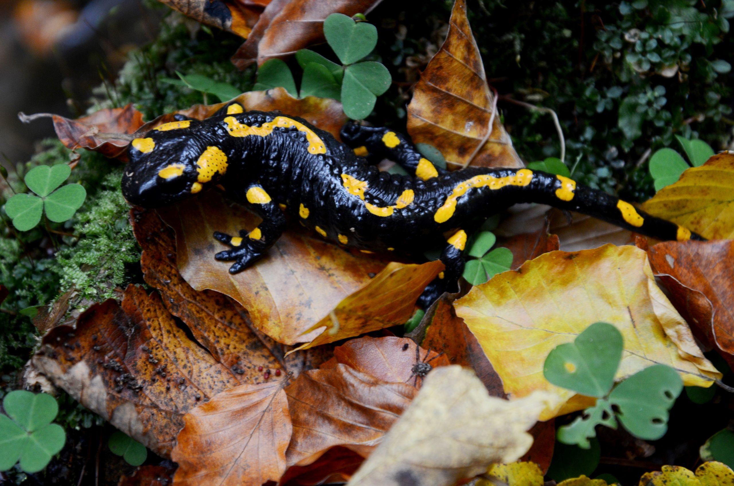 Salamandra_Baiut