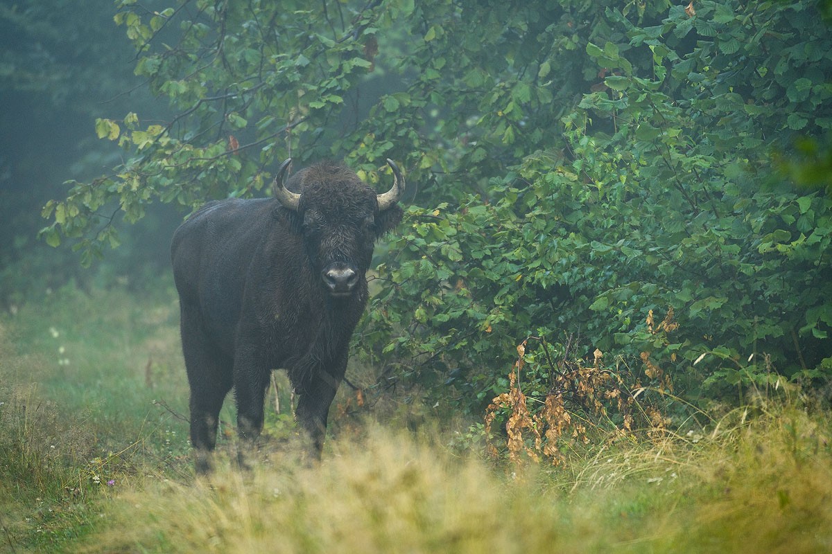 Ploaie în Poiana Zimbrilor ©Dan Dinu