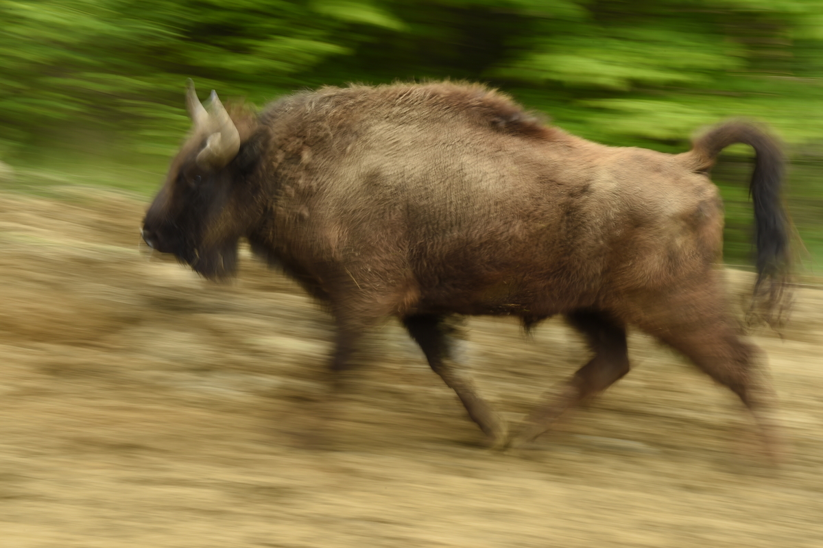 Zimbrii aleargă cu peste 60km/oră ©Staffan Widstrand