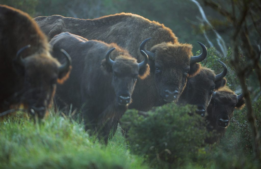 Grup de zimbri ©Staffan Widstrand