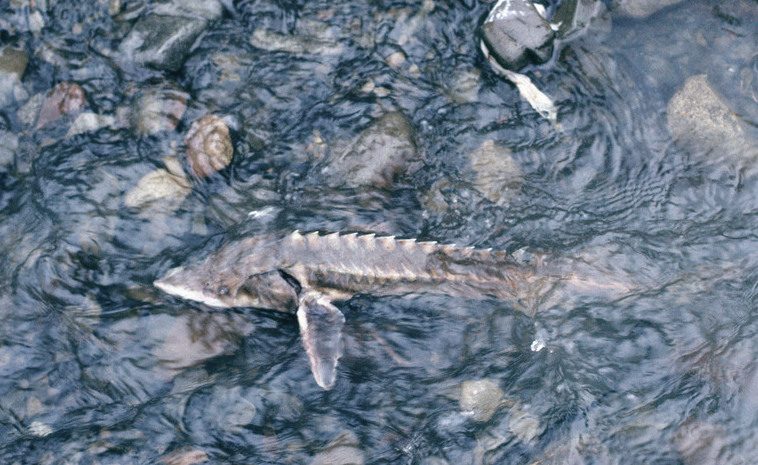 Acipenser schrenckiAmur sturgeon