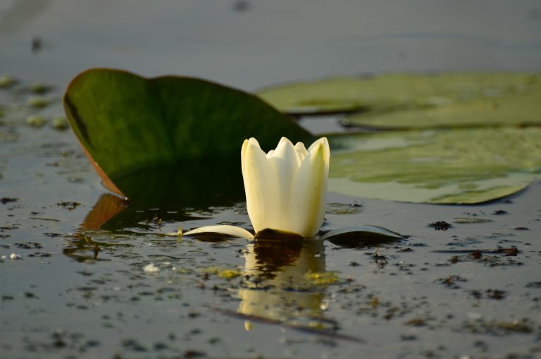 Nufar_delta dunarii