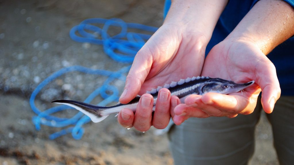 baby-sturgeon-cristian-mititelu-raileanu-1920x1080