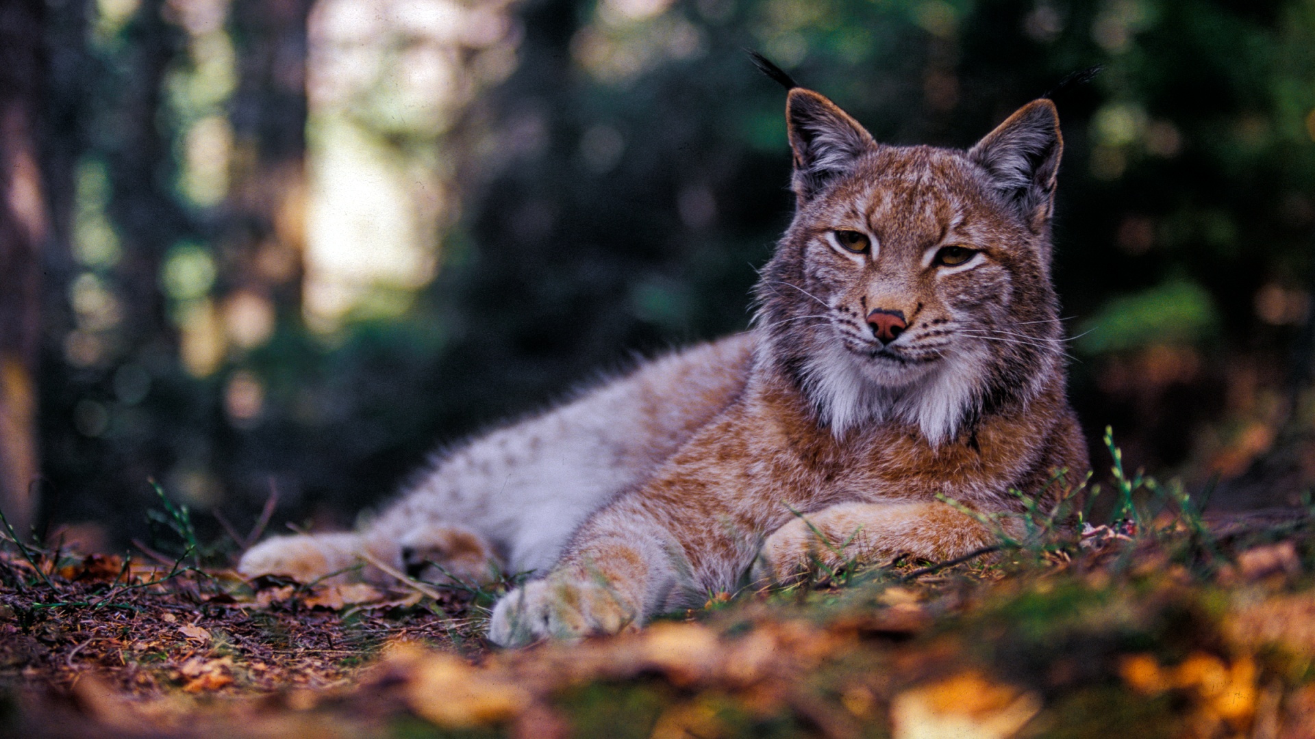 eurasian-lynx-forest-national-park-slovakia-tomas-hulik-wwf-1920x1080