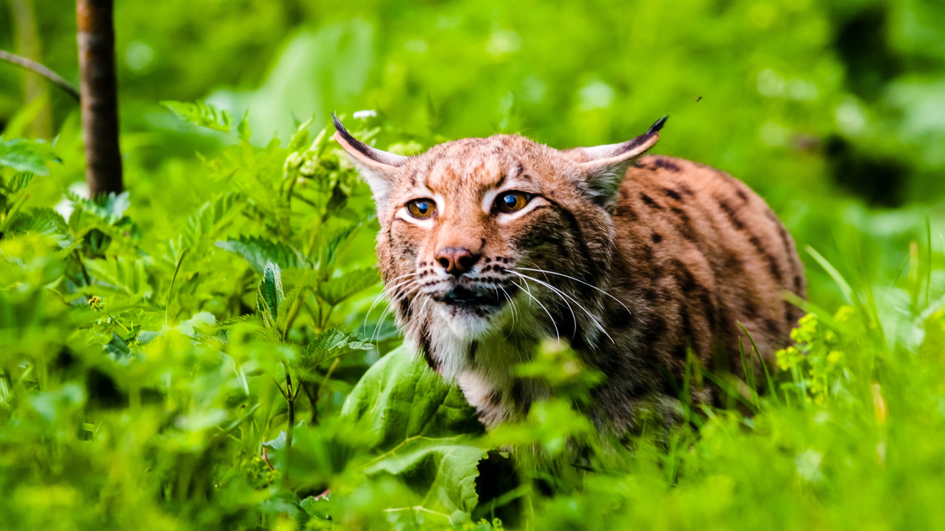 eurasian-lynx-ready-attack-national-park-slovakia-tomas-hulik-wwf-1920x1080