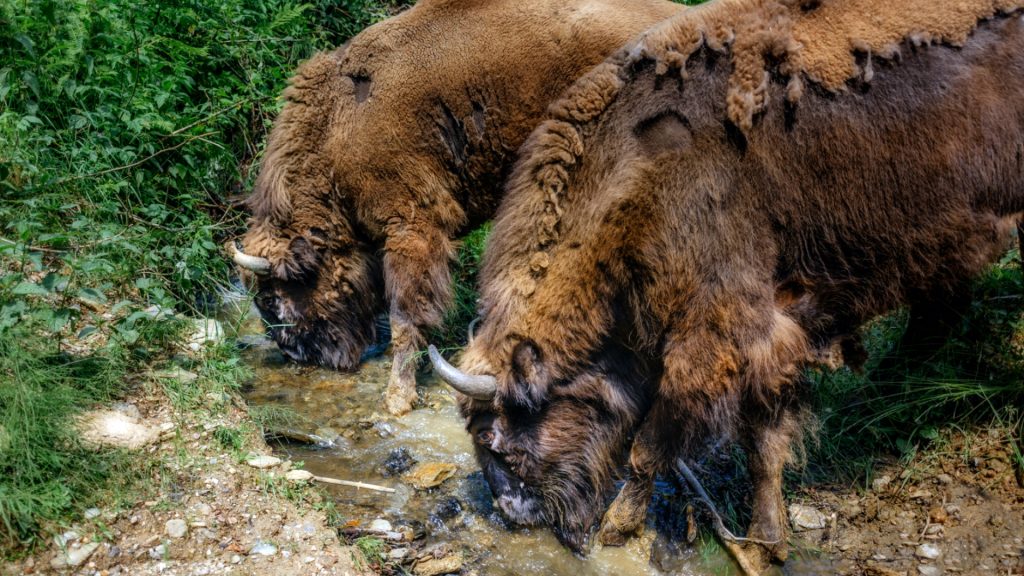 zimbrii-in-habitat-natural-costas-dumitrescu-1920x1080