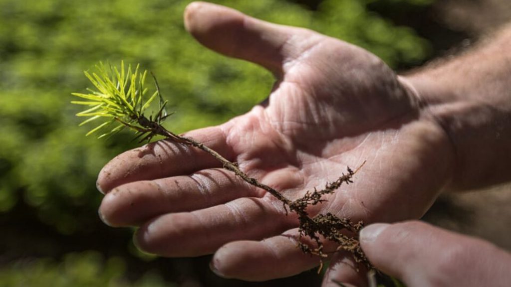 hand-holding-sapling-james-morgan-wwf-1920x1080