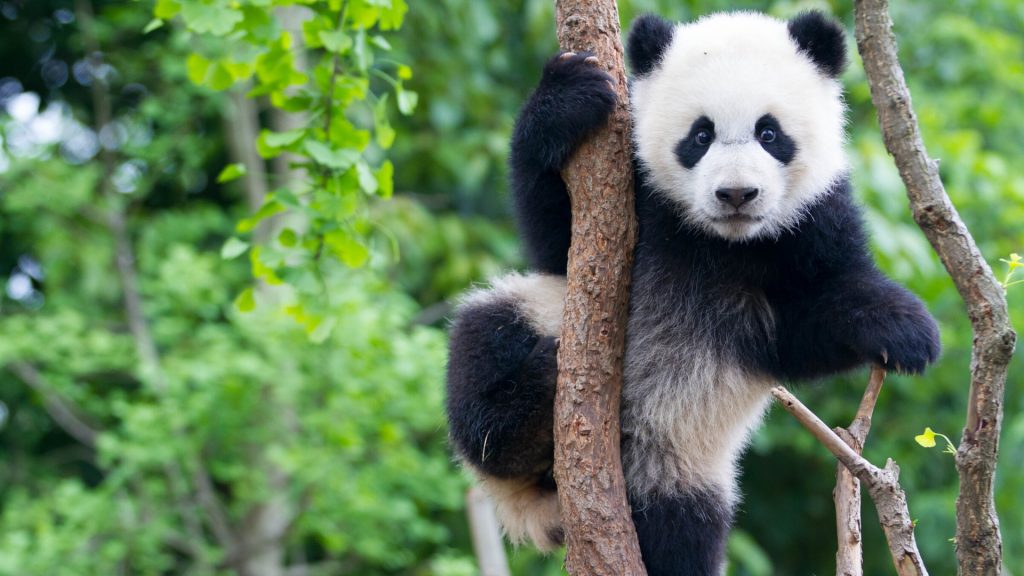 panda-in-tree-brad-josephs-1920x1080