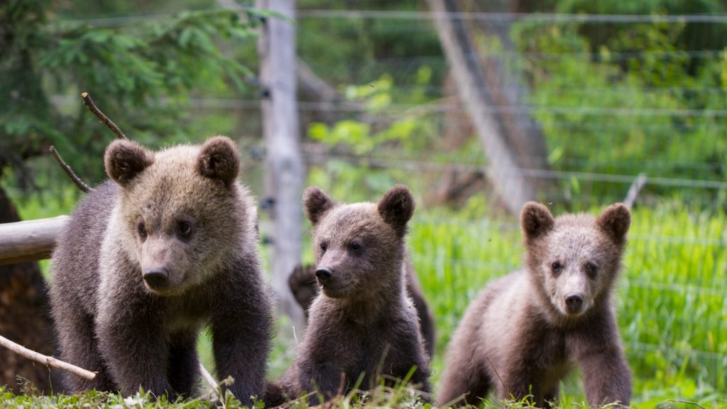 2018 Bear Orphanage Cubs aligned (Gabriel Galgocy)