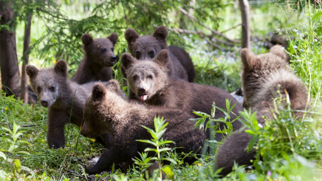 2018 Bear Orphanage Cubs almost full group (Gabriel Galgocy)