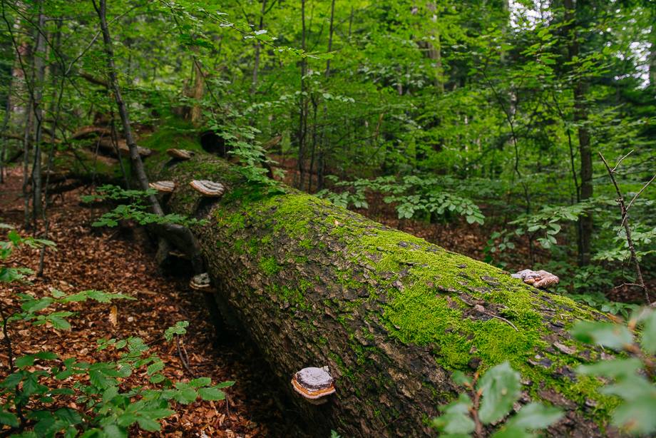 Doctor în Filosofie Da din cap Activati  Importanța Pădurilor | WWF Romania
