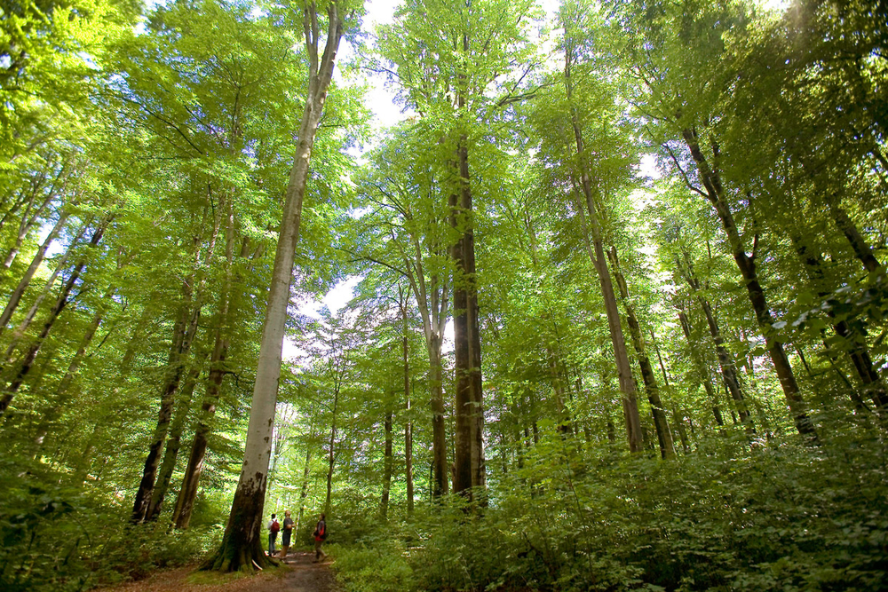 Beech forest, Gradistea Muncelului Cioclovina Nature Park, Roman