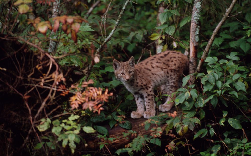Desur Rasul Rasul | WWF Romania