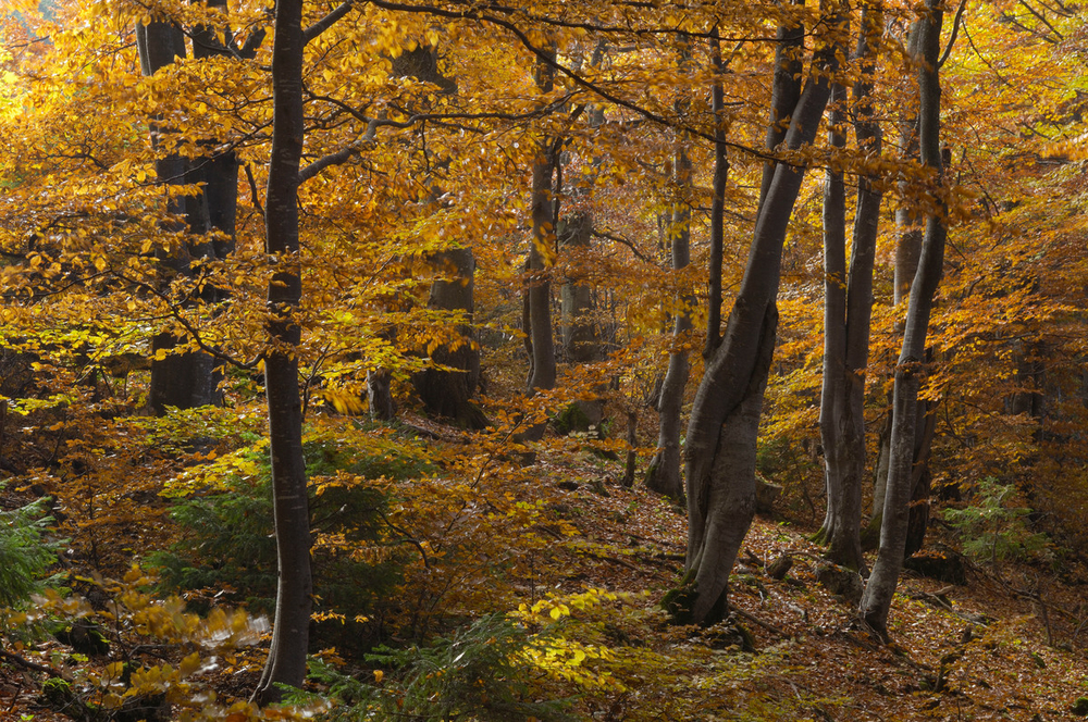 Beech forest, Piatra Craiului National Park, Romania