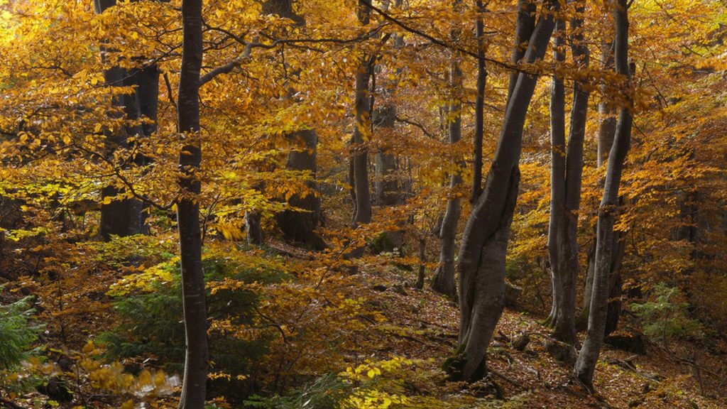 Beech forest, Piatra Craiului National Park, Romania