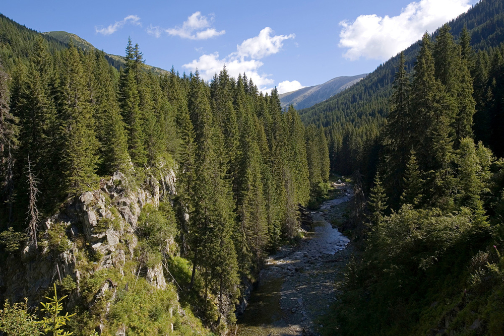 River and fir trees forest, Retezat National Park, Romania