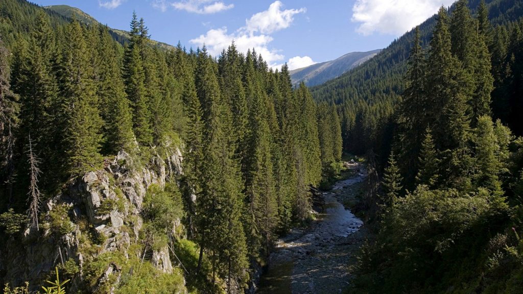 River and fir trees forest, Retezat National Park, Romania