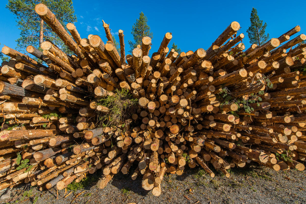 Timber by the side of the road, pine.