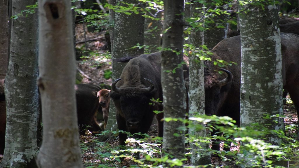 baby_bison_2018_tarcu_copyright_tristian_herbert__2_