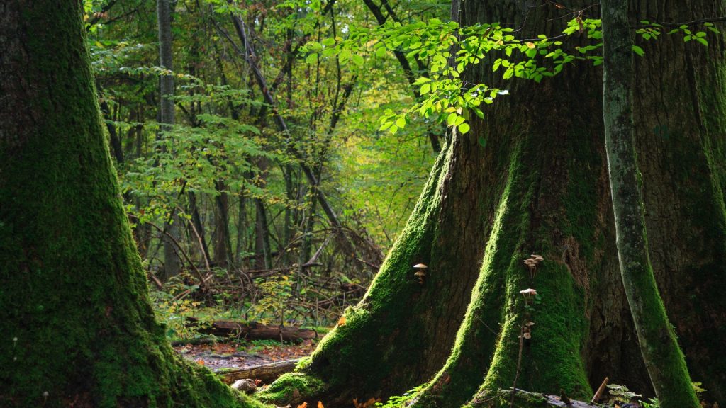 bialowieza_primeval_wwf_adam_lawnik