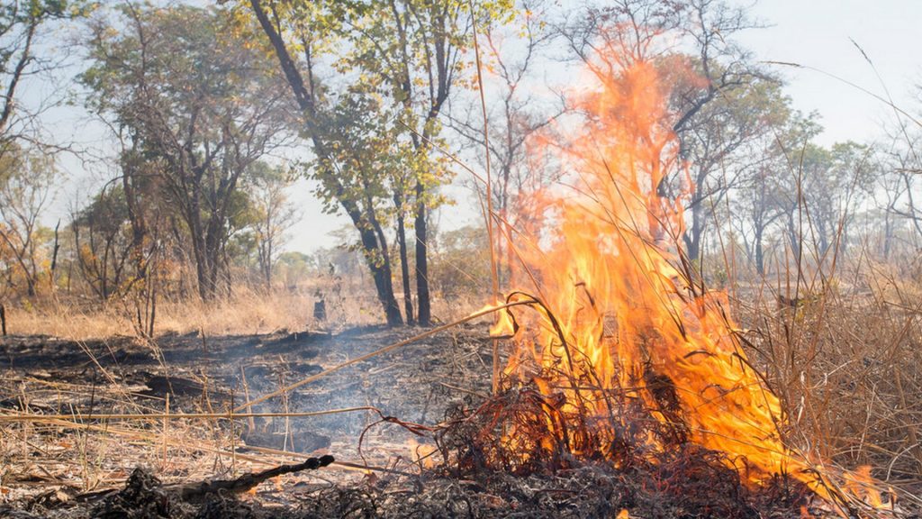 bush_fire_1___patrick_bentley_wwf_us