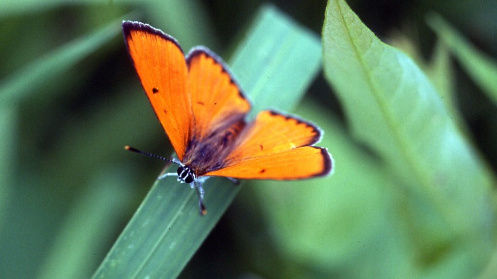 fluturele_focului_lycaena_virgaurea__fundatia_adept