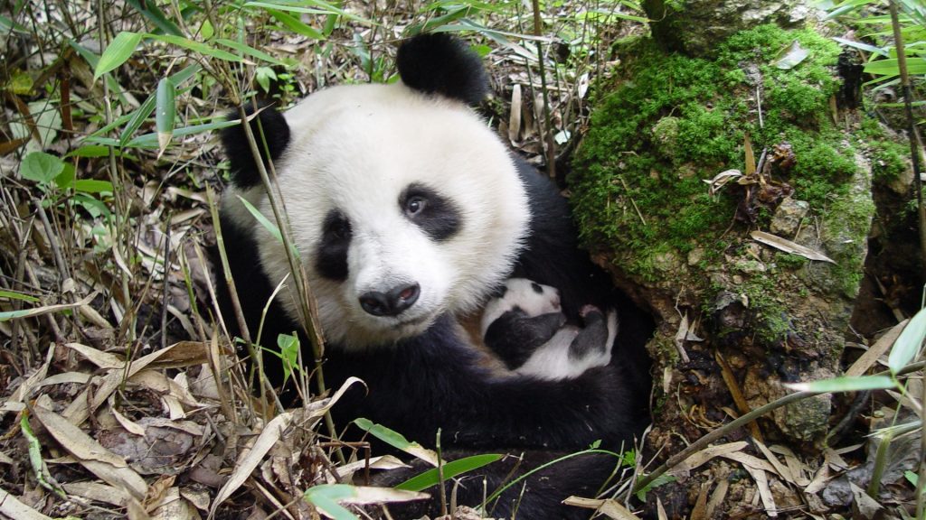 giant_panda_and_cub__shaanxi__wwf_china__yong_yange