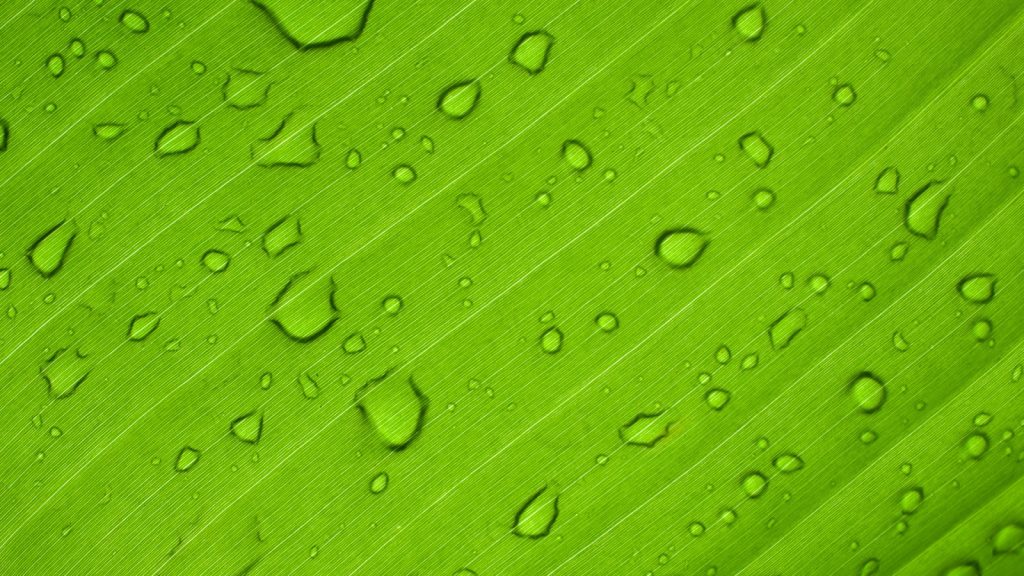 green-leaf-anthony-rampersad-unsplash-1600x900