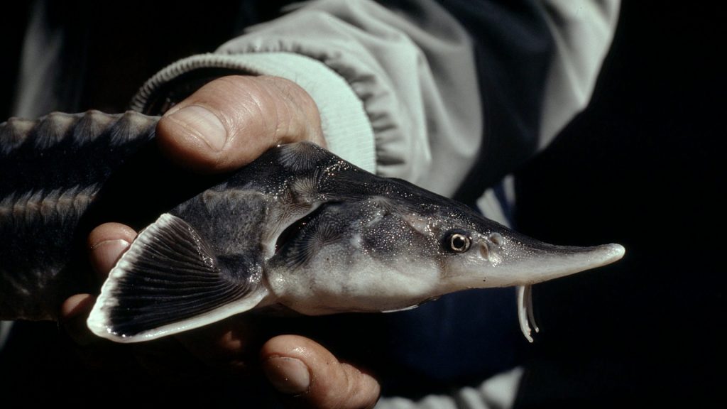 hi_27736_sturgeon__acipenser_sturio___hartmut_jungius__wwf_canon