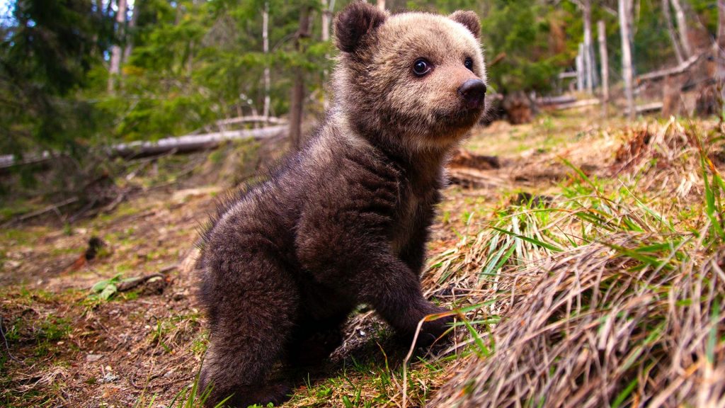 little-bear-cub-1920x1080