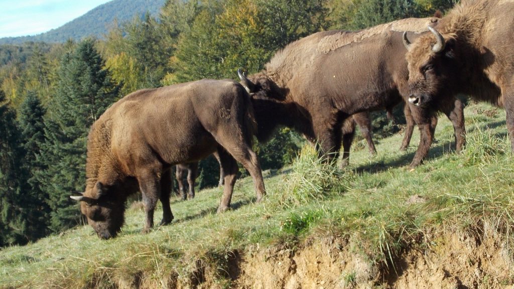 magura_zimbrilor2__daniel_hurduzeu___wwf_romania