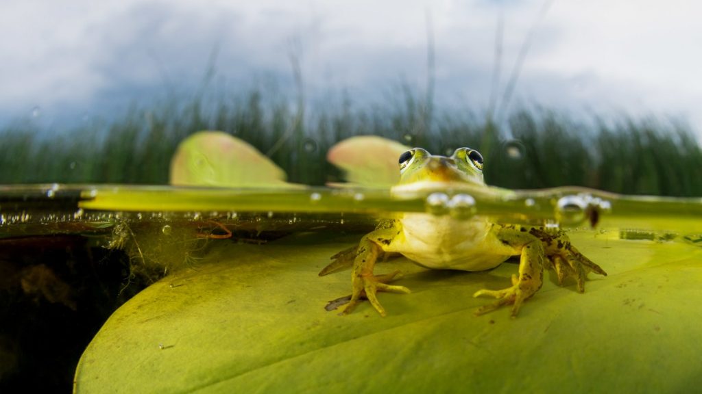 mlu_20130616_183159_70_copyright_magnus_lundgren___wild_wonders_pool_frog__pelophylax_le