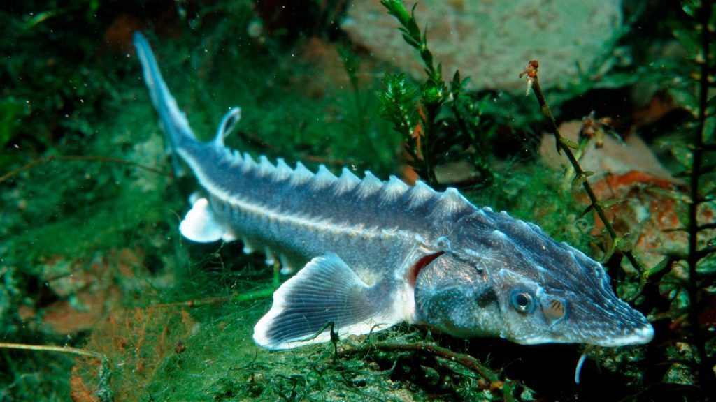 nisetru_russian_danube_sturgeon__acipenser_gueldenstaedti____c_frei__arco__naturepl_com