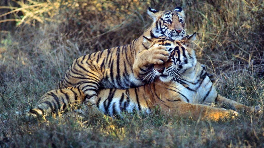 panthera_tigris_vivek_r__sinha___wwf_1