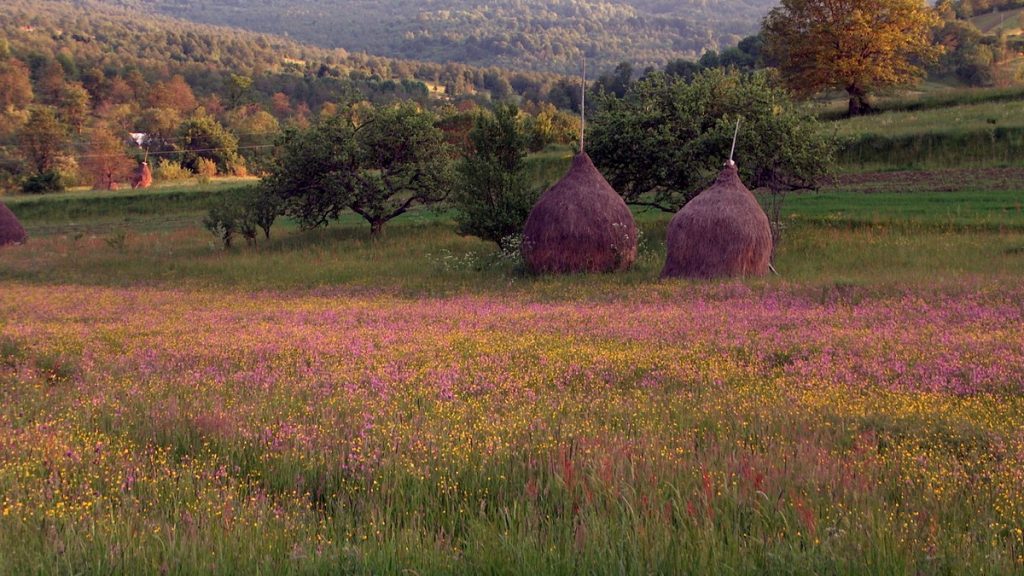 ro_maramures_meadowhaystacks_mmihul_2006