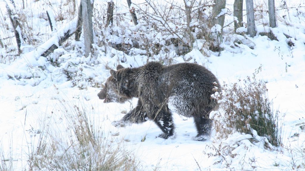 three_legged_bear_in_vrancea__copyright_acdb_romania__2_