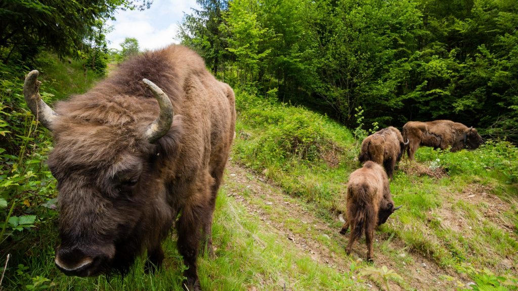 wwf_re_bison_03___sergio_pitamitz_for_parco_natura_viva_4