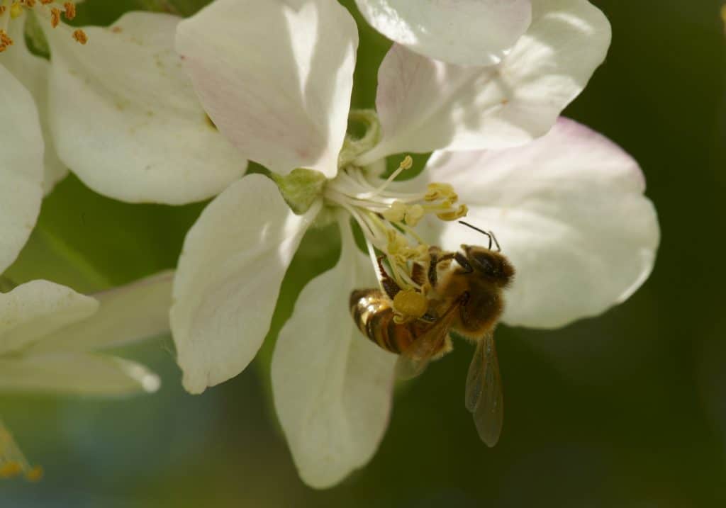 © Ola Jennersten / WWF-Sweden