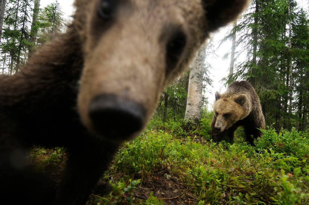 © Wild Wonders of Europe / Staffan Widstrand / WWF