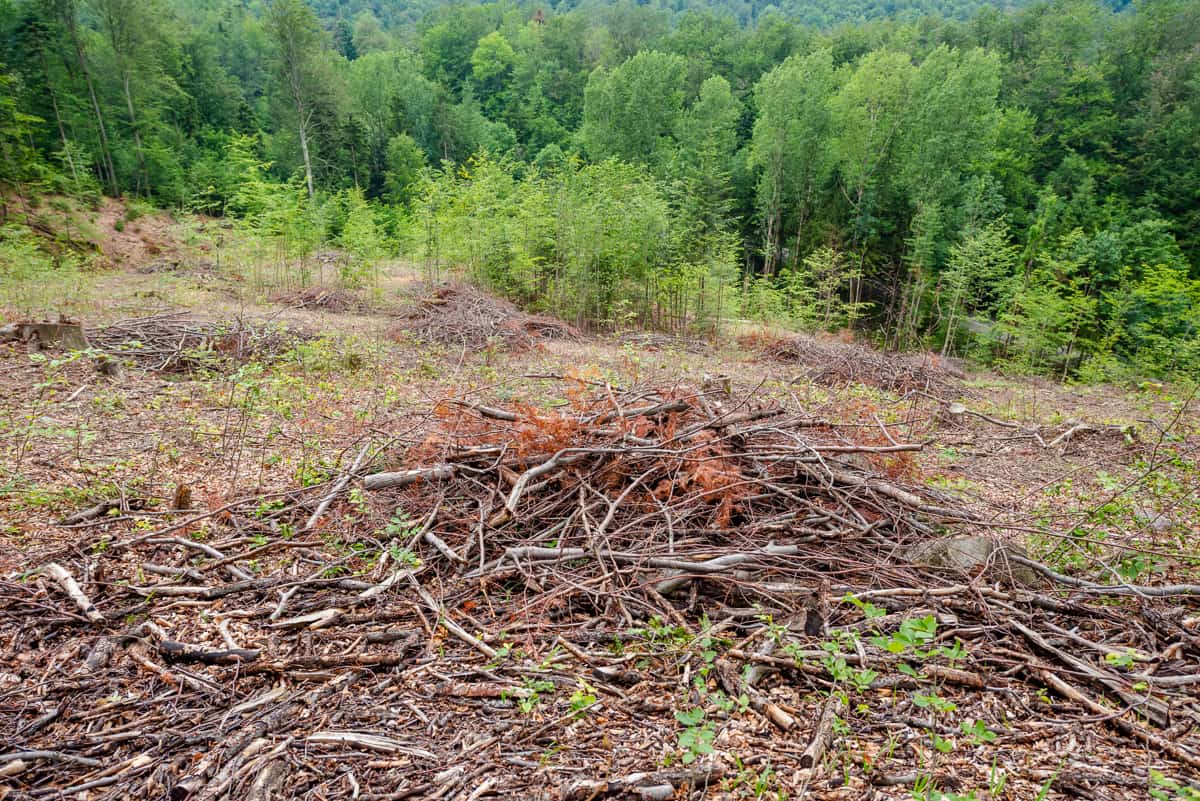 Să utilizăm biomasa sustenabil | WWF Romania