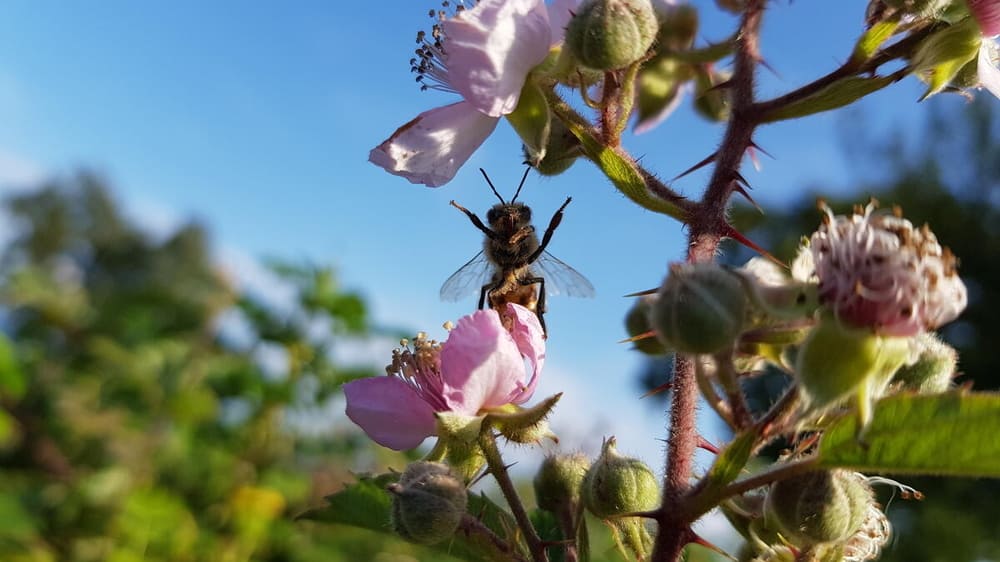 Honey bee (Apis mellifera)