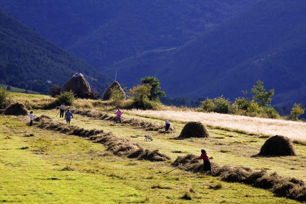 Traditional agriculture, Carpathian Mountains, Romania