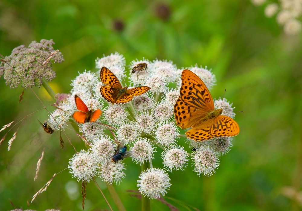 Butterflies and flies on a wild angelica