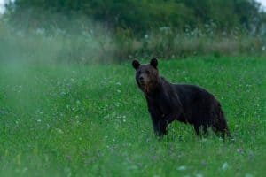 WWF - Ursus arctos - Laszlo Gal Poziția WWF – Fondul Mondial pentru Natură față de proiectului de Ordin de Ministru